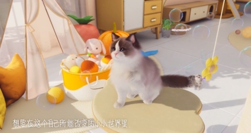 我和我的猫1